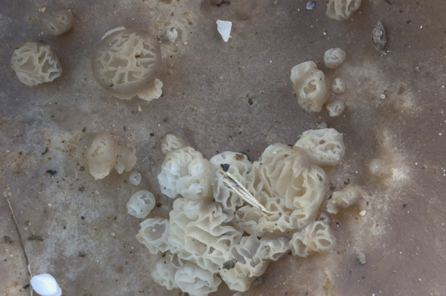 QUIZ SERIO 2- Scherzo della natura